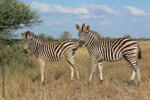 Steppenzebra   Burchell s zebra   Equus quagga burchellii.