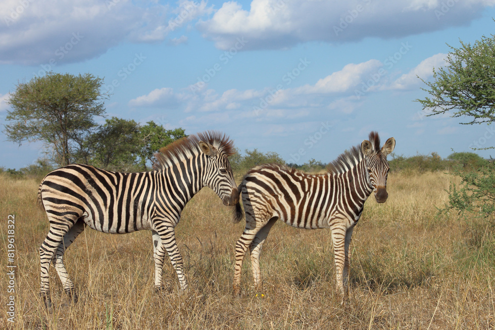 Obraz premium Steppenzebra / Burchell's zebra / Equus quagga burchellii.