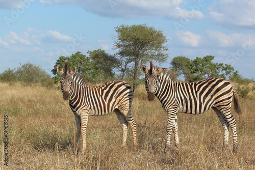 Steppenzebra   Burchell s zebra   Equus quagga burchellii.