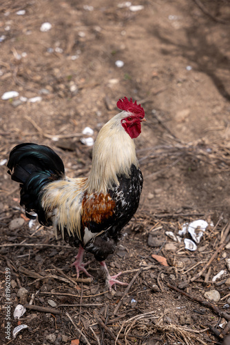 rooster in the farm