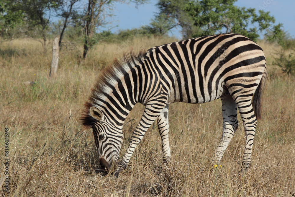 Steppenzebra / Burchell's zebra / Equus quagga burchellii. Steppenzebra / Burchell's zebra / Equus quagga burchellii.