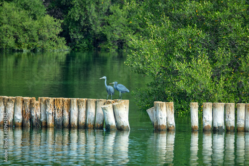 Wood piles of an old jetty in the mangroves of the Persian Gulf are used by birds for safe rest. Mascarene reef heron (Egretta gularis) photo
