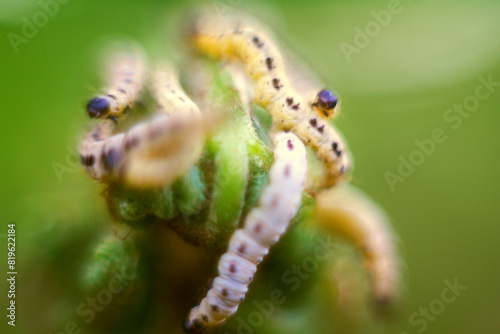 Caterpillars of weave moth yponomeuta evonymella. Macro photography caterpillar, soft focus. photo