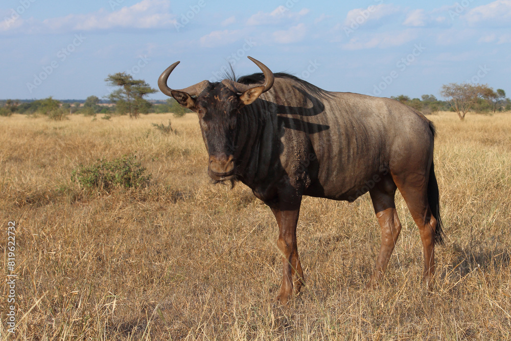 Streifengnu / Blue wildebeest / Connochaetes taurinus Streifengnu / Blue wildebeest / Connochaetes taurinus