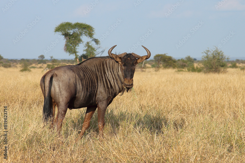 Streifengnu / Blue wildebeest / Connochaetes taurinus Streifengnu / Blue wildebeest / Connochaetes taurinus
