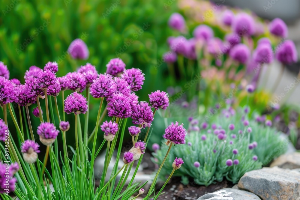 Flower Bulbs. Autumn Planting Bulbs of Beautiful Flowers in the Garden Flower Bulbs. Autumn Planting Bulbs of Beautiful Flowers in the Garden
