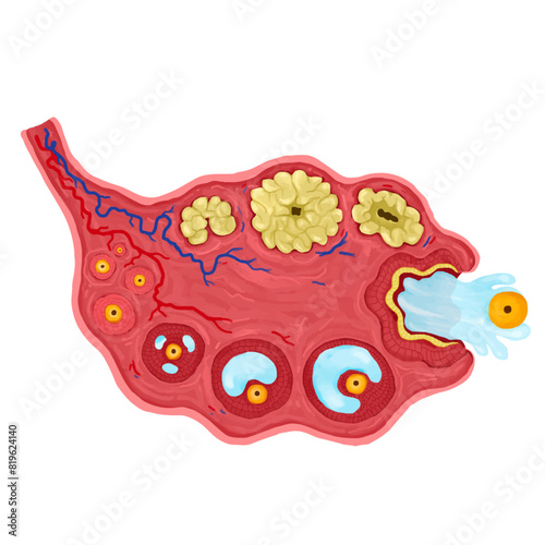 The ovary in the female reproductive system.