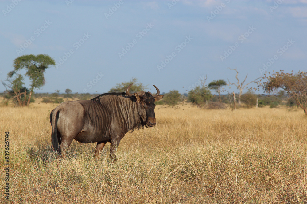 Streifengnu / Blue wildebeest / Connochaetes taurinus Streifengnu / Blue wildebeest / Connochaetes taurinus