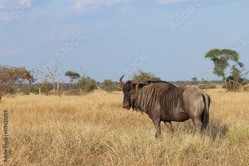 Streifengnu   Blue wildebeest   Connochaetes taurinus