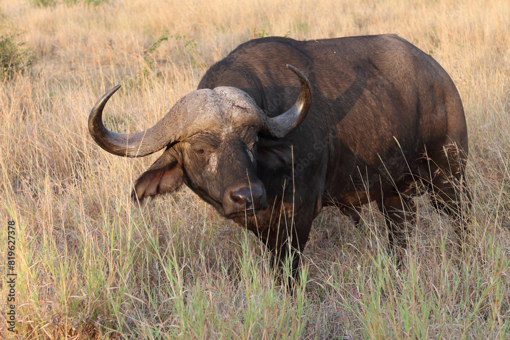 Kaffernbüffel / African buffalo / Syncerus caffer Kaffernbüffel / African buffalo / Syncerus caffer