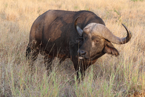 Kaffernb  ffel   African buffalo   Syncerus caffer