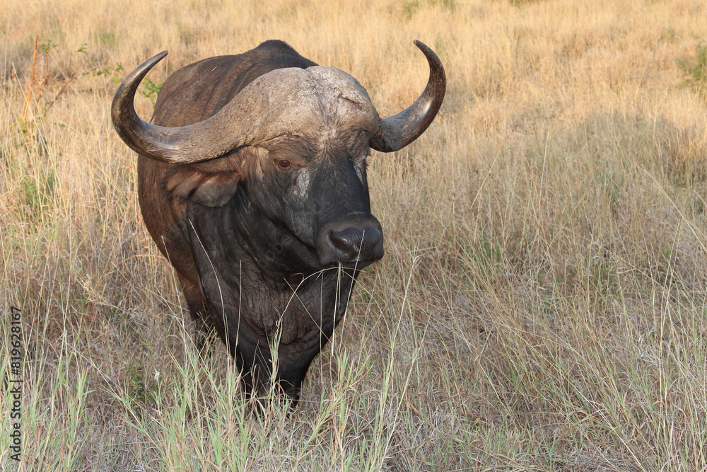 Kaffernbüffel / African buffalo / Syncerus caffer Kaffernbüffel / African buffalo / Syncerus caffer