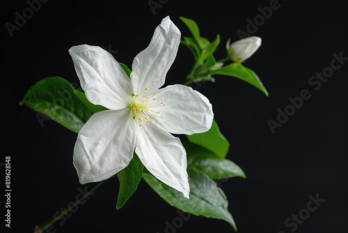 White Flower Black Background. Common Jasmine in Isolated Space with Floral Design
