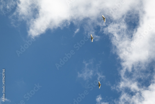 Australian white ibis birds, flock flying fly flight, native wader, Threskiornis molucca, bin chicken, habitat nature natural environment photo