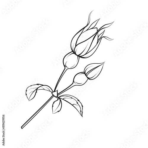 Black outline rosehip on white background. Hybrid tea rose © Kotkoa