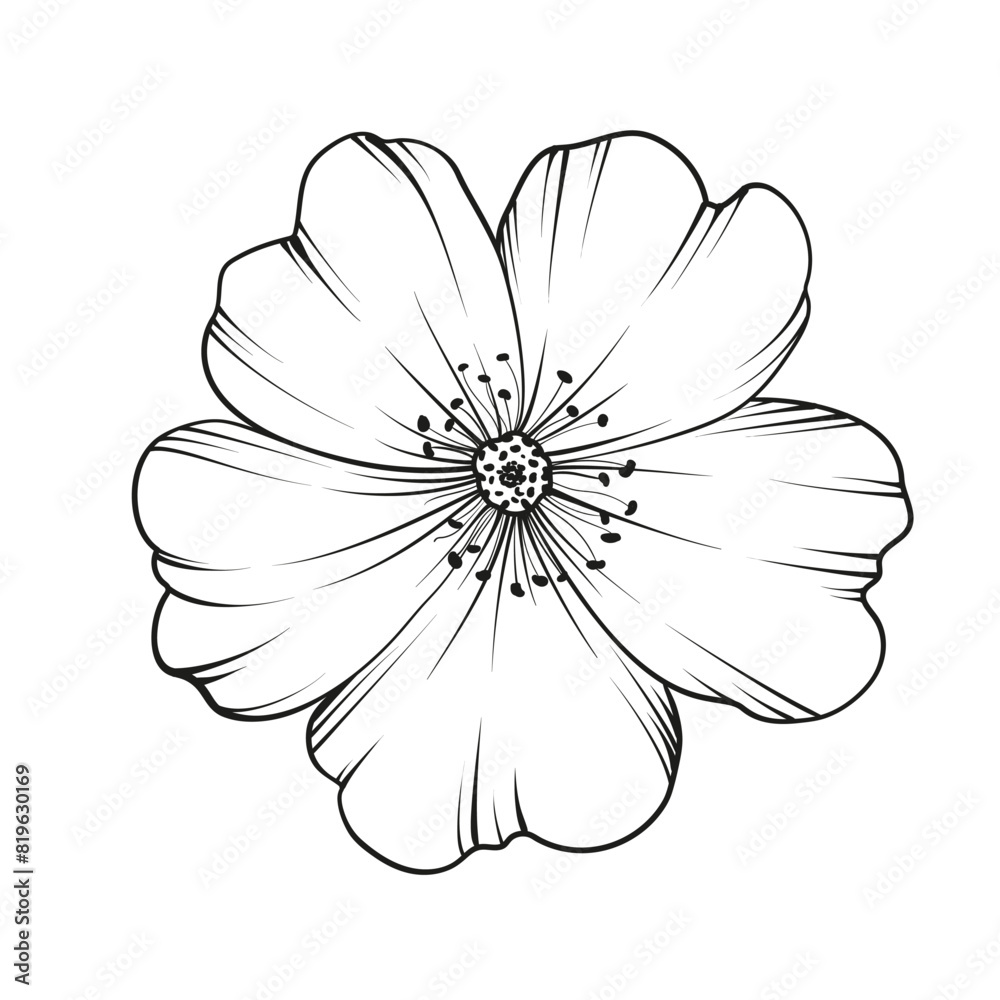 Black outline rosehip on white background. Hybrid tea rose Black outline rosehip on white background. Hybrid tea rose