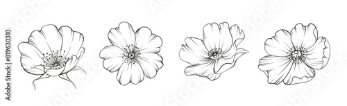 Set of differents flower tee rose on white background. Hybrid tea rose photo