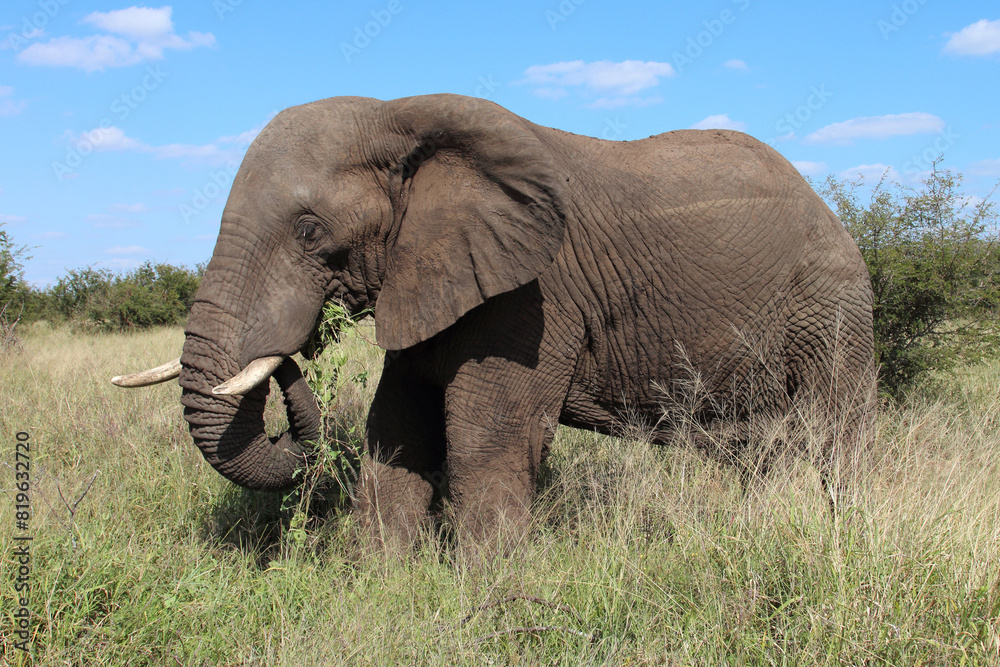 Obraz premium Afrikanischer Elefant / African elephant / Loxodonta africana
