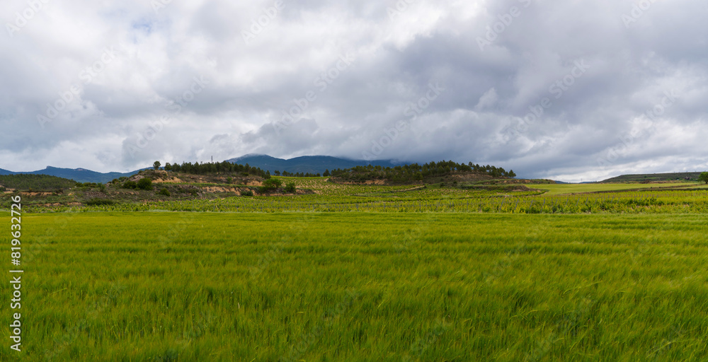 Wheat ears at the farm. Green wheat fields, extensive agriculture landscape in Spain. Wheat ears at the farm. Green wheat fields, extensive agriculture landscape in Spain.