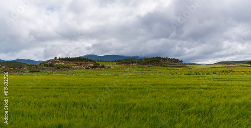 Wheat ears at the farm. Green wheat fields  extensive agriculture landscape in Spain.