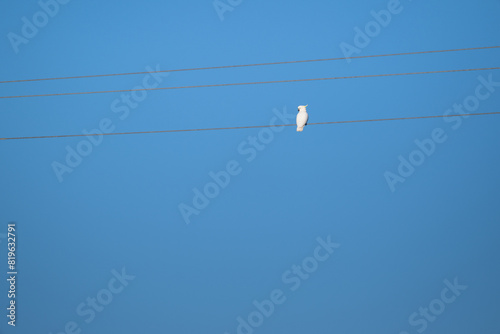 sulphur sulfur crested cockatoo, cacatua galerita, white bird on power electricity line wire, australian native wildlife, blue sky, clean background copy space card