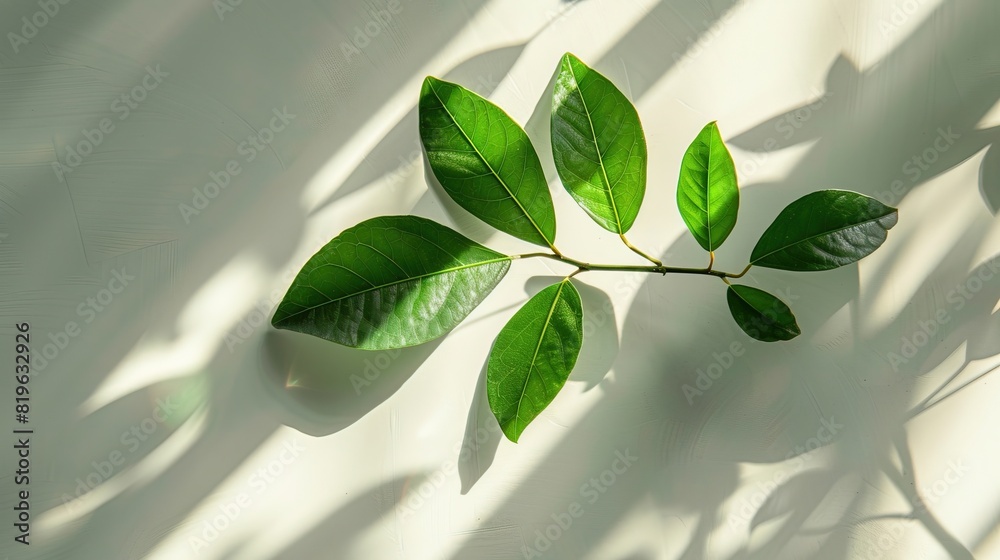 Natural background for eco-friendly products: Green leaf and shadow.