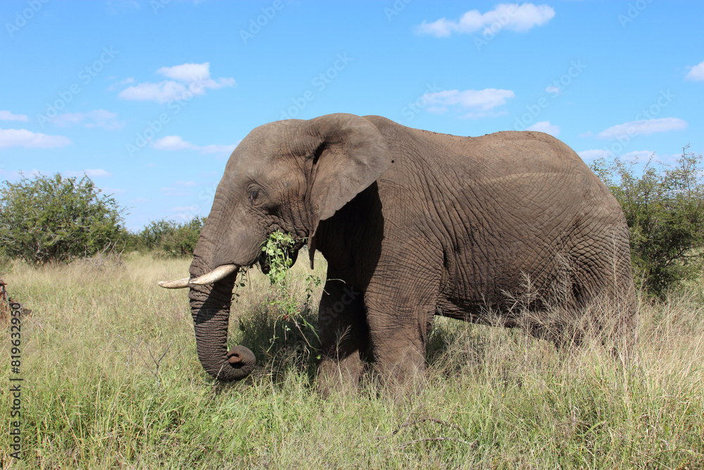 Obraz premium Afrikanischer Elefant / African elephant / Loxodonta africana