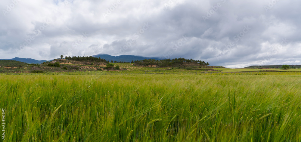 Wheat ears at the farm.Green wheat fields, extensive agriculture landscape in Spain. Wheat ears at the farm.Green wheat fields, extensive agriculture landscape in Spain.