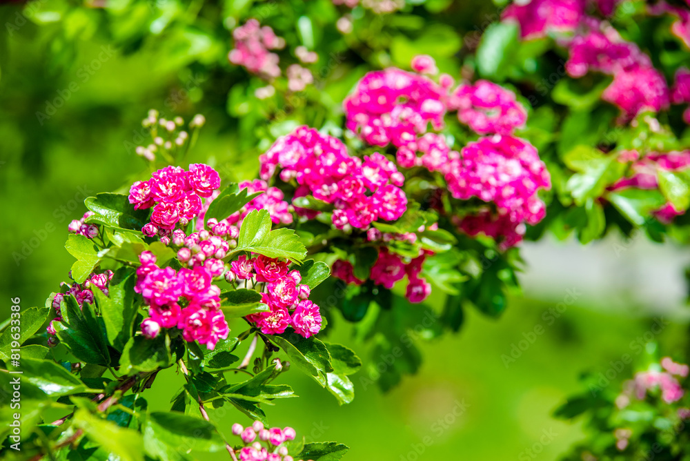 Crataegus Pauls Scarlet blooms in the botanical garden
Crataegus Pauls Scarlet blooms in the botanical garden