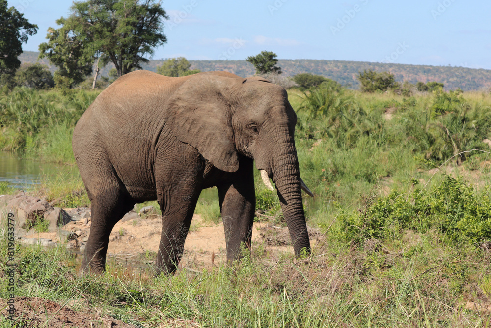 Afrikanischer Elefant / African elephant / Loxodonta africana Afrikanischer Elefant / African elephant / Loxodonta africana