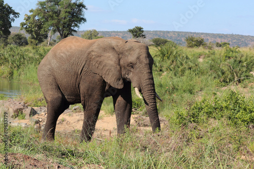 Afrikanischer Elefant   African elephant   Loxodonta africana