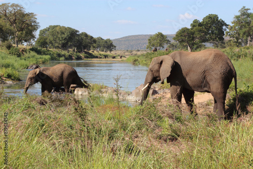 Afrikanischer Elefant   African elephant   Loxodonta africana