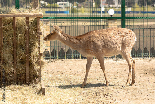 deer eating the hay in a zoo