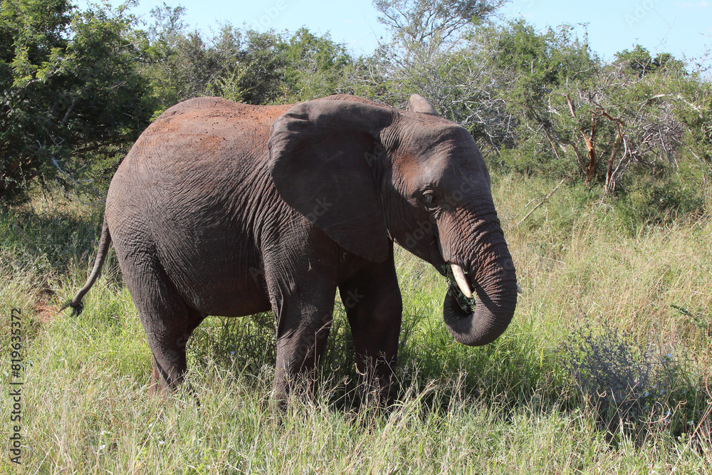 Fototapeta premium Afrikanischer Elefant / African elephant / Loxodonta africana
