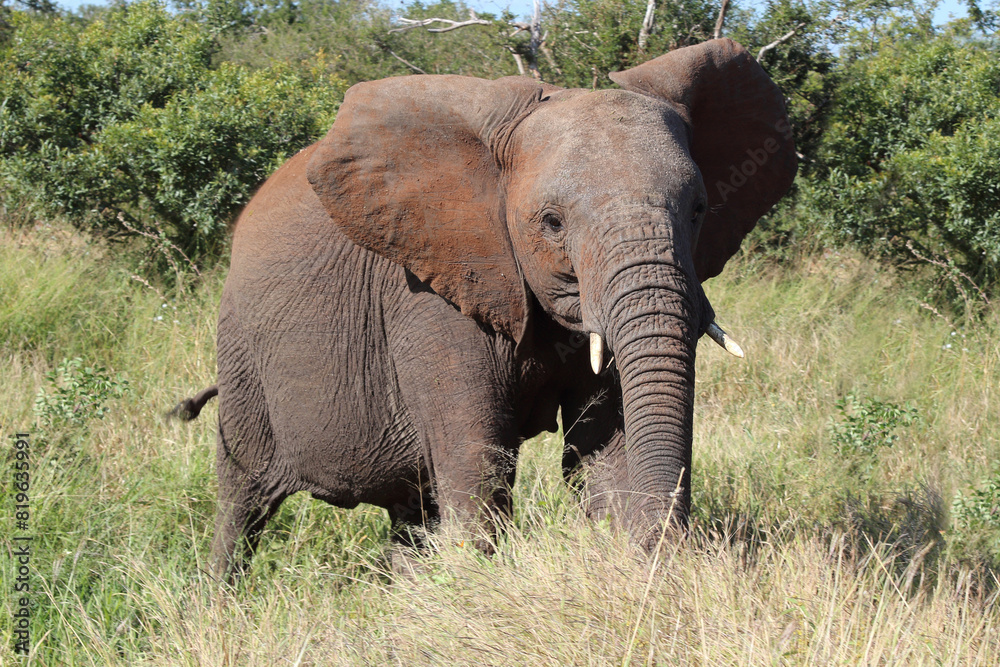 Fototapeta premium Afrikanischer Elefant / African elephant / Loxodonta africana