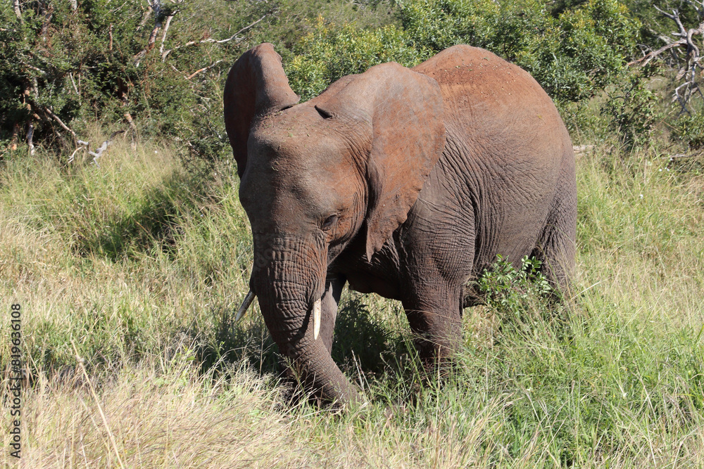 Obraz premium Afrikanischer Elefant / African elephant / Loxodonta africana