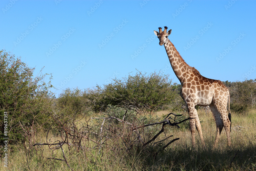 Obraz premium Giraffe / Giraffe / Giraffa camelopardalis