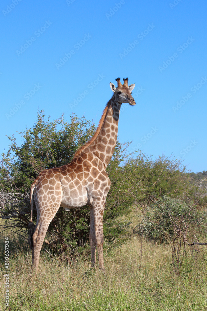 Obraz premium Giraffe / Giraffe / Giraffa camelopardalis