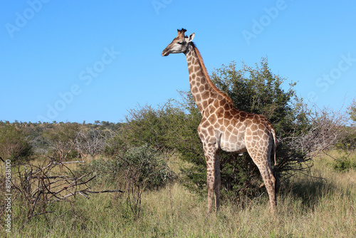 Giraffe   Giraffe   Giraffa camelopardalis