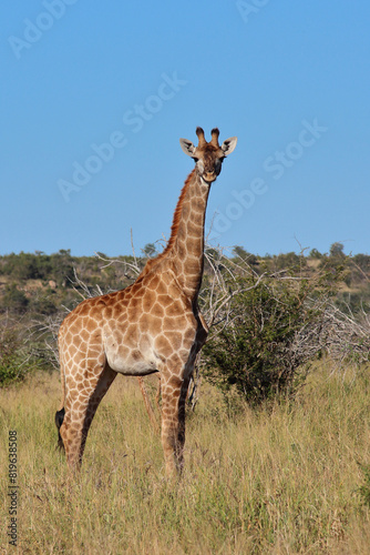 Giraffe   Giraffe   Giraffa camelopardalis