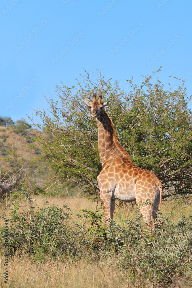 Obraz premium Giraffe / Giraffe / Giraffa camelopardalis