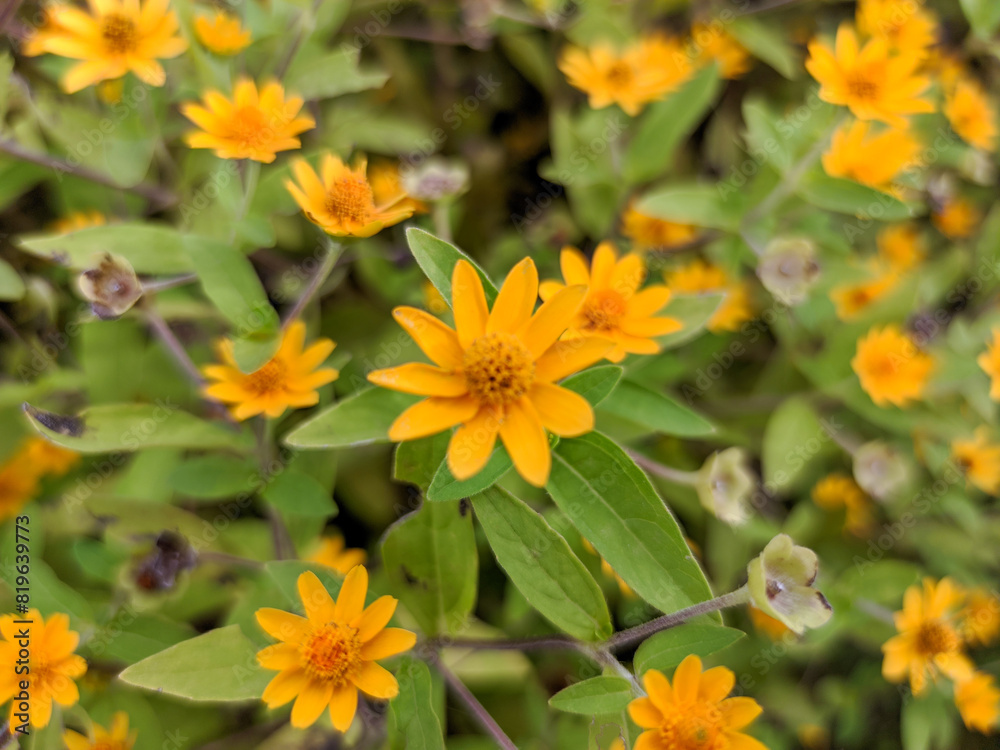 Close up a charming petite flower graces the garden, its delicate petals a radiant yellow, with a captivating orange center.
Close up a charming petite flower graces the garden, its delicate petals a radiant yellow, with a captivating orange center.
