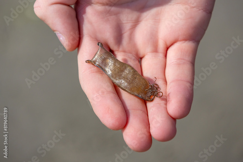 Small shark egg case in person’s palm