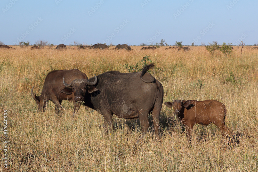 Obraz premium Kaffernbüffel / African buffalo / Syncerus caffer.