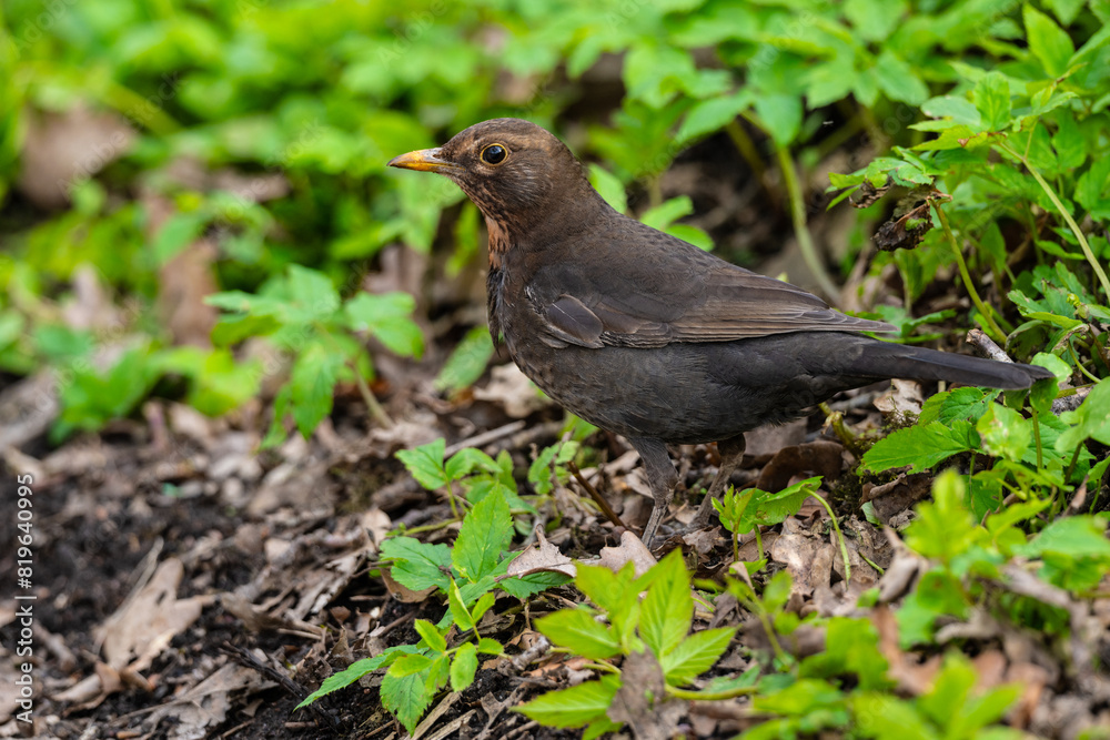 Common Blackbird Turdus merula clooking for food. Common Blackbird Turdus merula clooking for food.