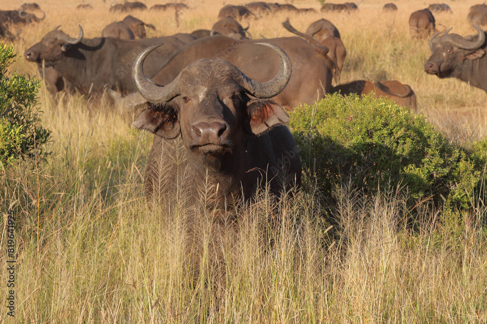 Obraz premium Kaffernbüffel / African buffalo / Syncerus caffer