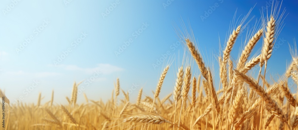 Fototapeta premium Rural landscape with a beautiful field of wheat ears and a clear sky background suitable for a copy space image