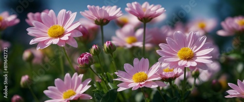 Flowers Time-Lapse Show the blooming process