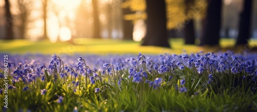 Spring in Lodz park features a vibrant landscape painted with siberian squill a charming blue flower creating a picturesque scene perfect for a copy space image photo