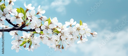 Blooming apple tree branches with spring blossoms set against the blue sky in a copy space image